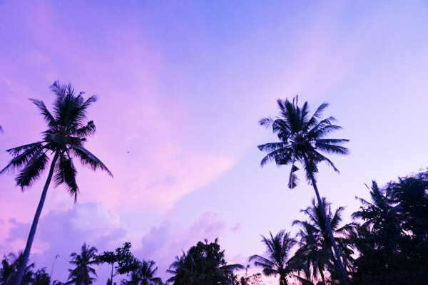 傍晚椰子树图片