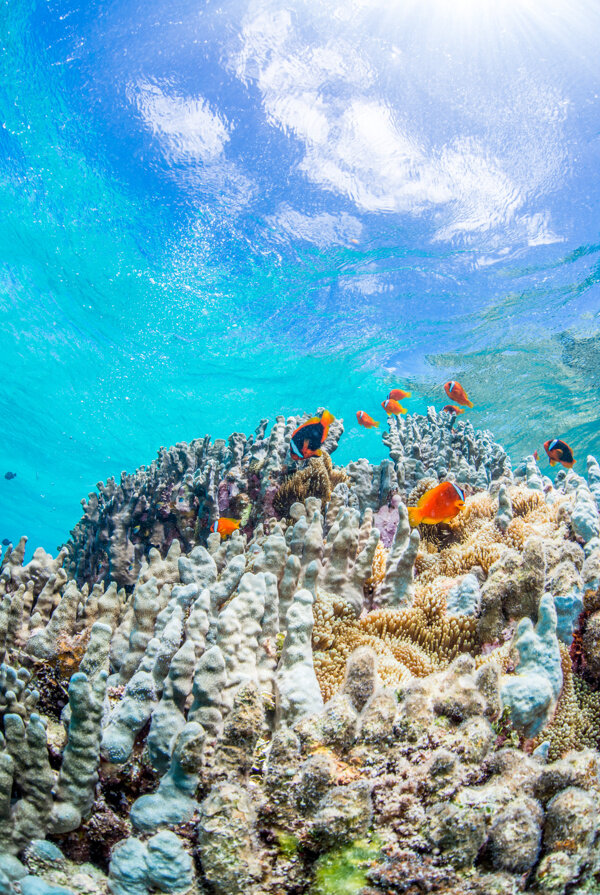 海底珊瑚鱼群