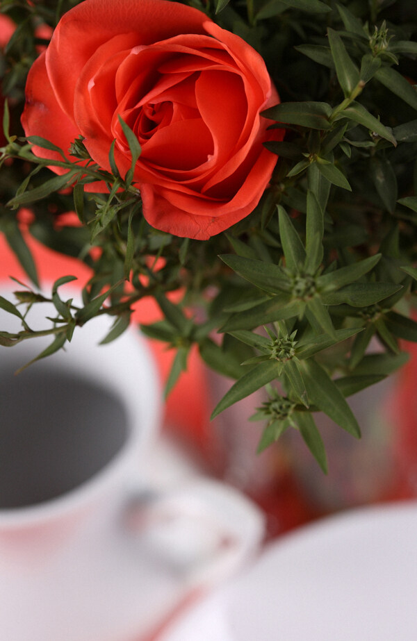 红玫瑰花摄影