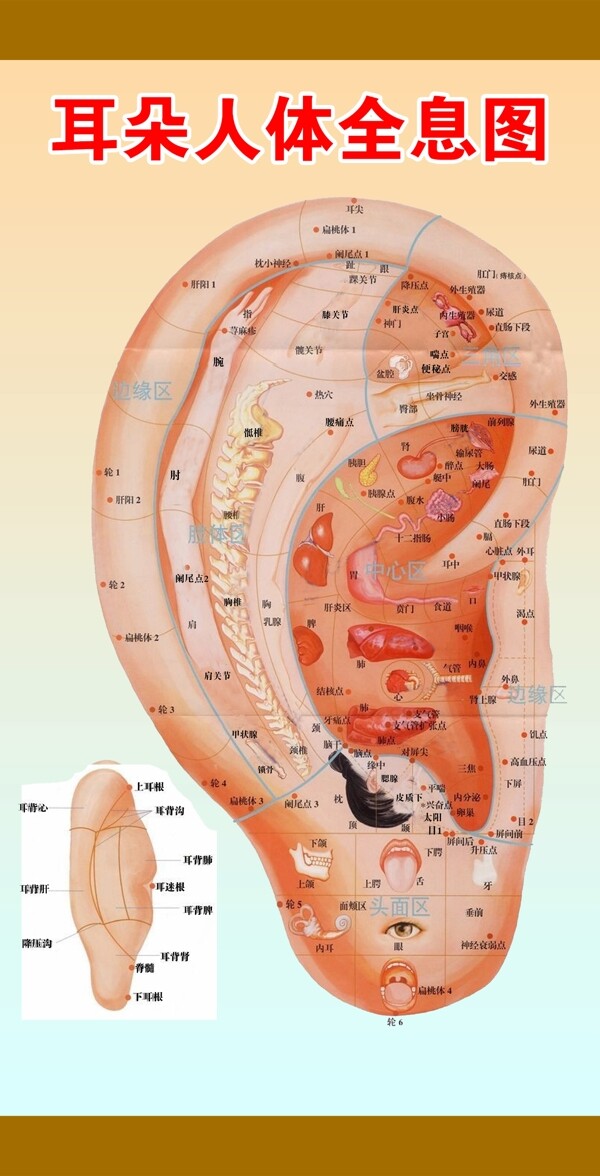 耳穴位