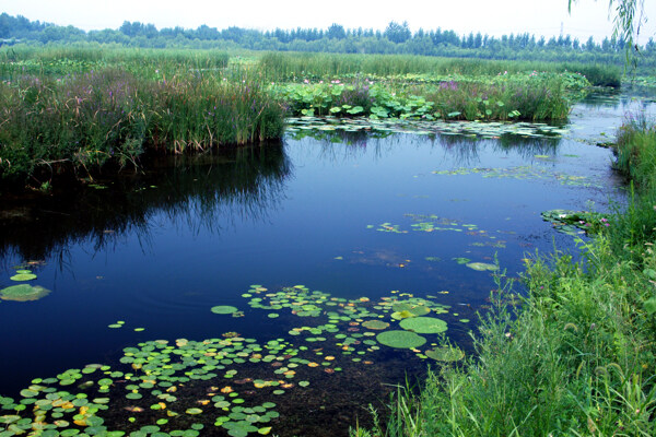 翠湖湿地公园图片