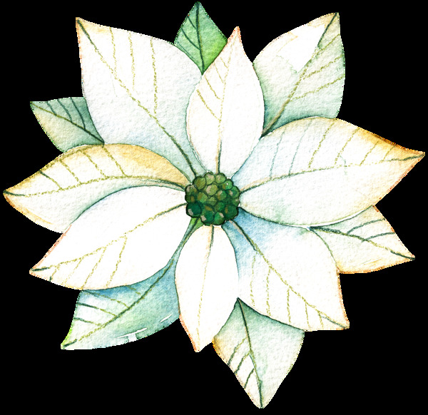 白色绿色植物透明素材