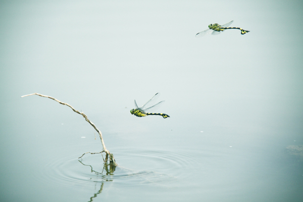 蜻蜓点水图片