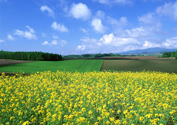 田园风景摄影图片