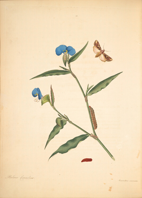 蝴蝶植物图谱