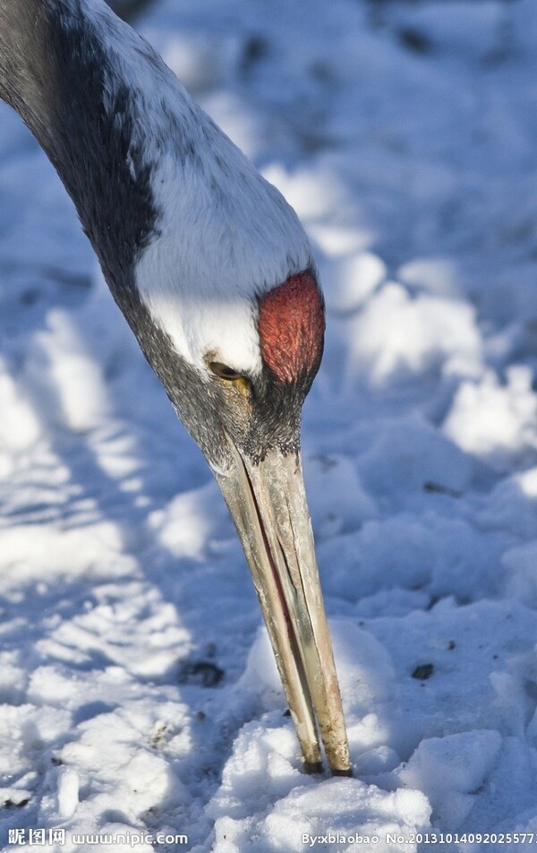 雪中觅食的丹顶鹤图片