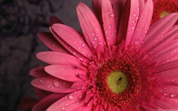 粉色向日葵花
