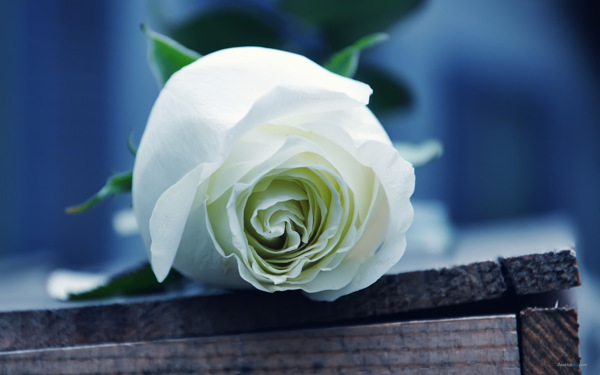 纯洁白色玫瑰花图片