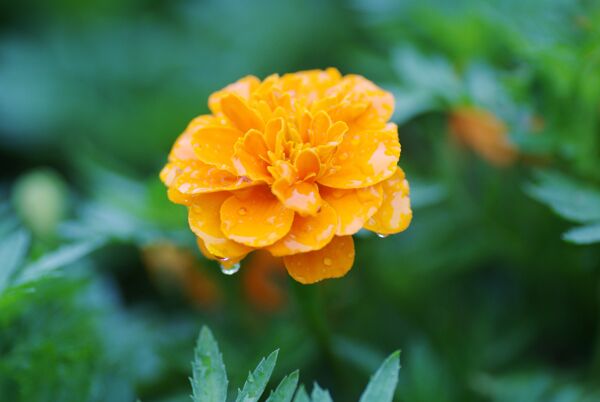 雨后的花竟如此美丽图片