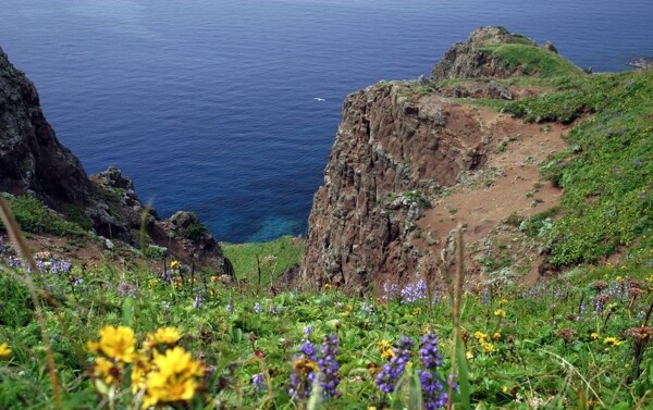 海岸悬崖的花圃图片