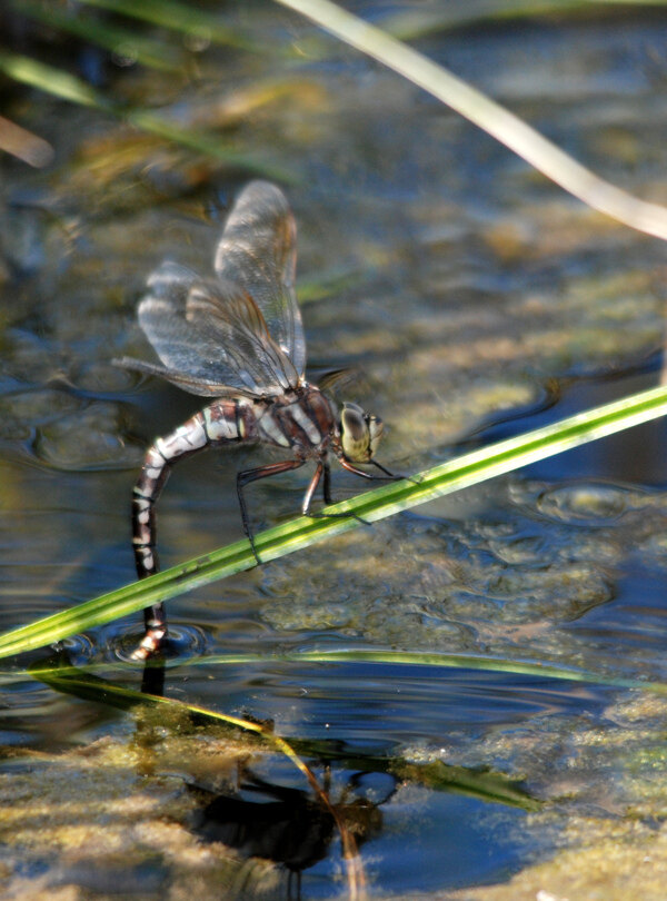 小河中的蜻蜓图片