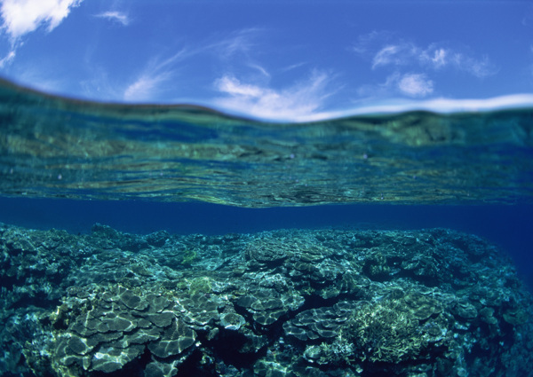 大海深海海底珊瑚礁清澈