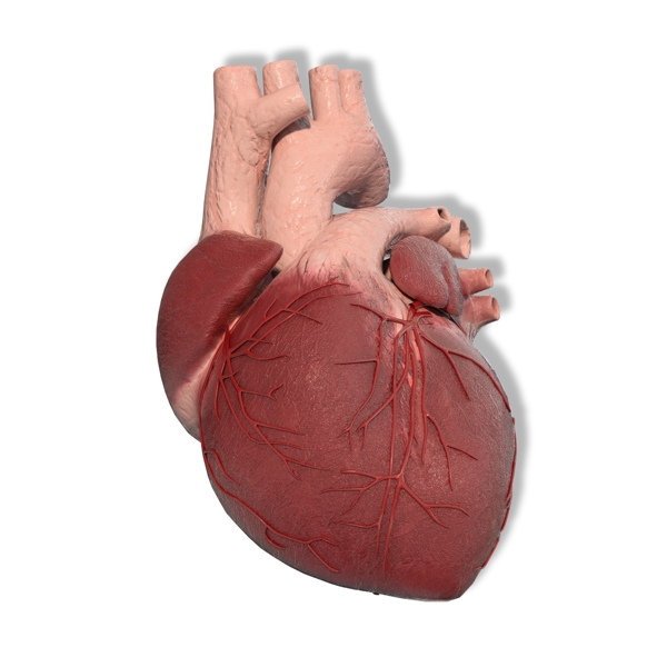 医学生的心脏模型