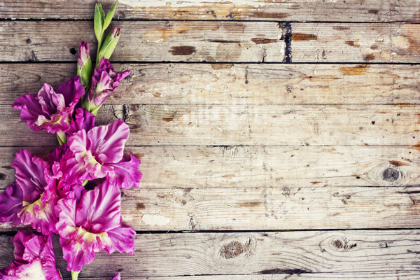 旧木板上的紫色花朵图片