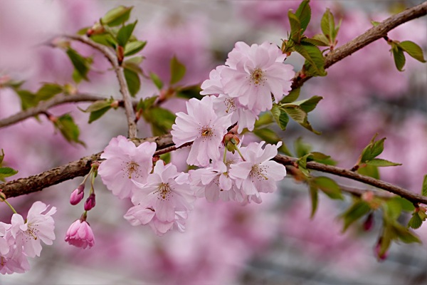 樱花