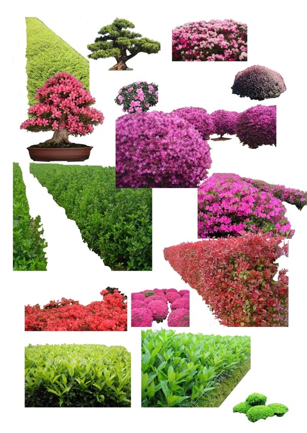 大量灌木花卉素材PSD图片