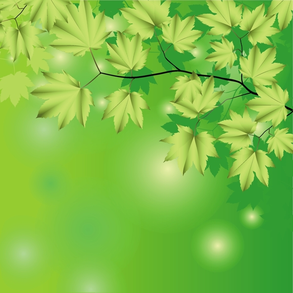 绿色枫叶背景