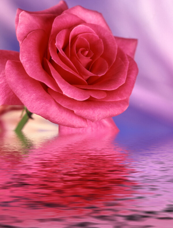 水中玫瑰花
