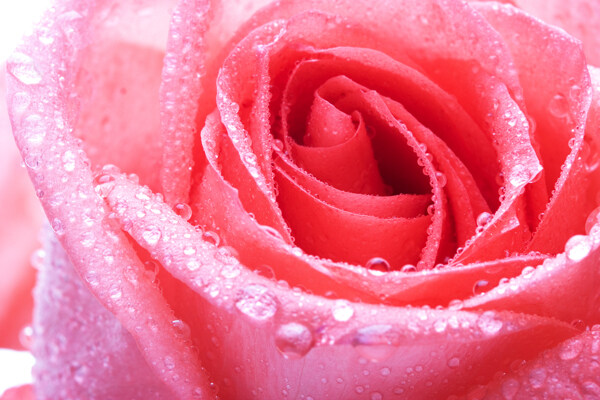 粉玫瑰水珠水滴图片