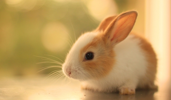 可爱兔子照片