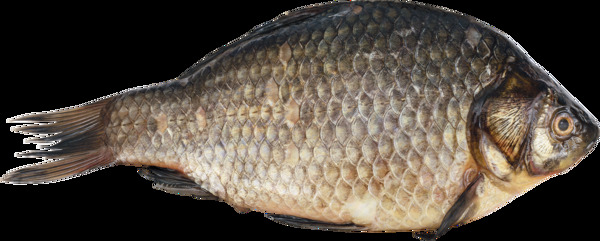 宽体鱼类图片免抠png透明图层素材