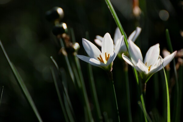 白色葱兰花图片