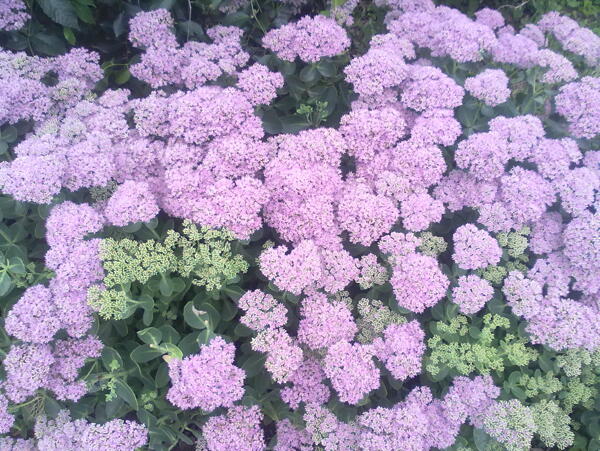 淡紫色花丛