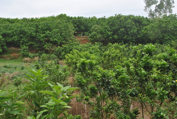 化橘红种植基地图片