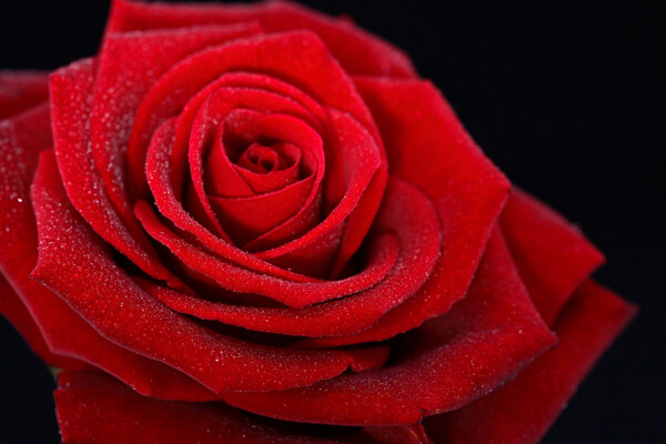 娇艳的红玫瑰花图片