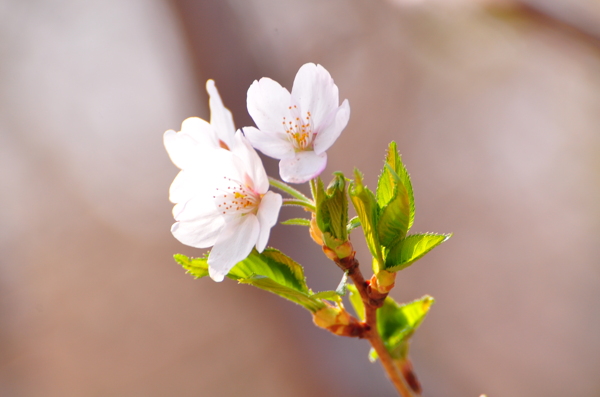 白花绿叶