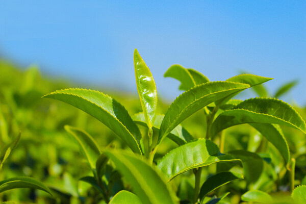 嫩绿的茶叶图片