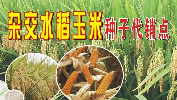杂交水稻玉米种子代销点