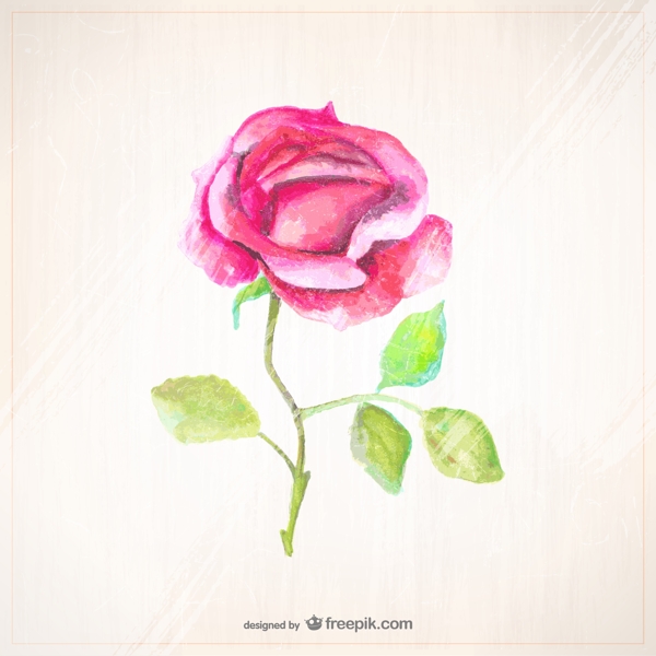 水彩画风格的玫瑰