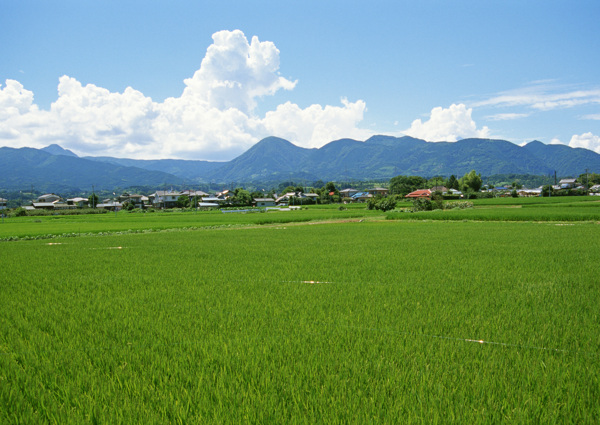 自然景观草地