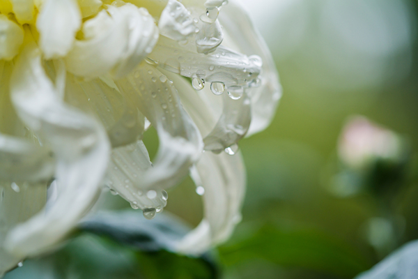 雨后秋菊娇欲滴