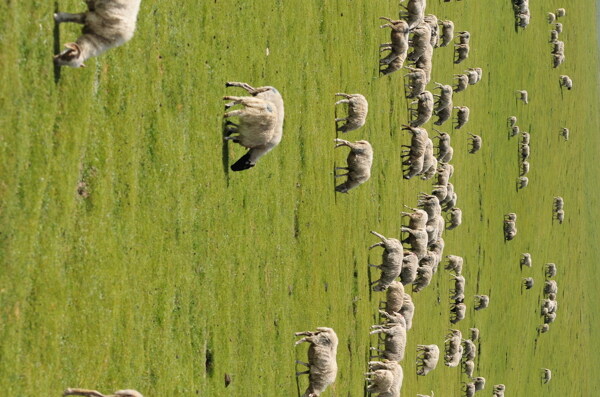 羊群羊图片