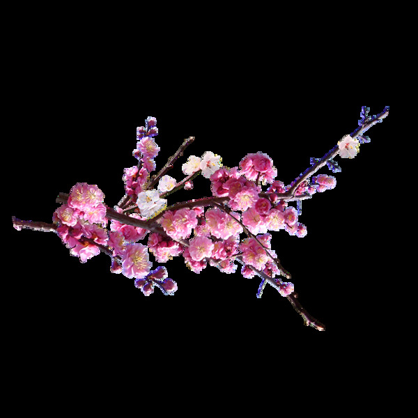清新风格紫红色樱花装饰元素