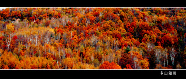 秋天树林风景油画图片