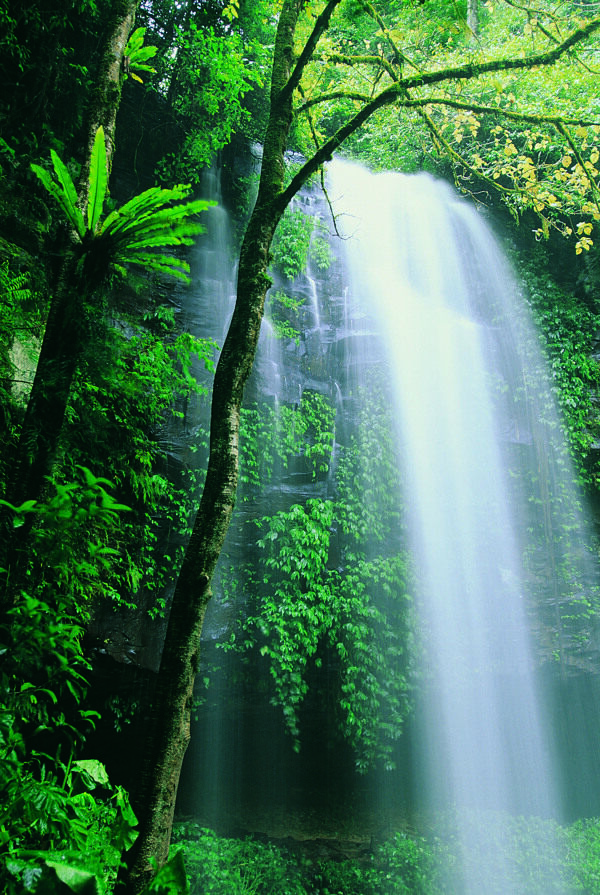 树植物水风景