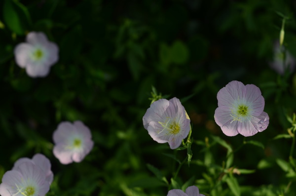 花菱草