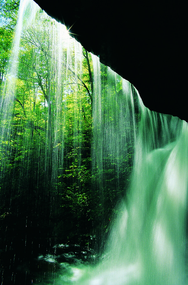 树植物水风景