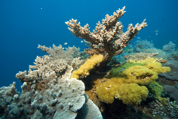 形态各异的珊瑚
