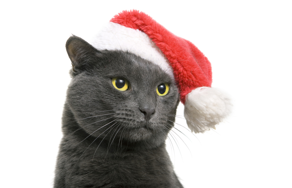戴圣诞帽的黑色小猫图片