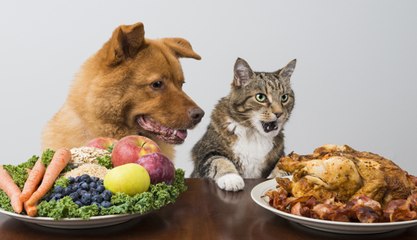 吃美食的小猫与小狗
