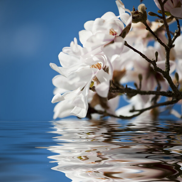 木兰花与水面倒影图片