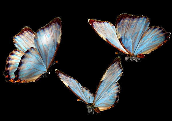 飞舞蝴蝶透明素材