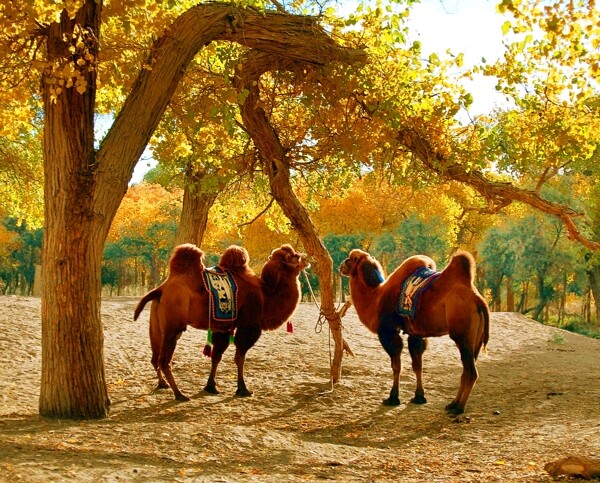 骆驼与胡杨树图片