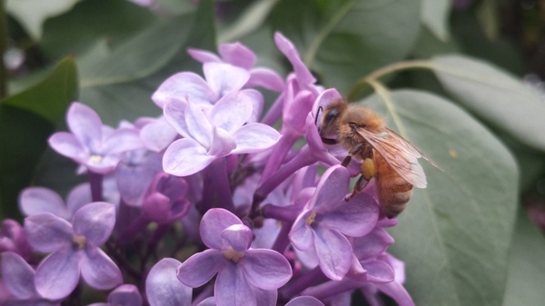 丁香花