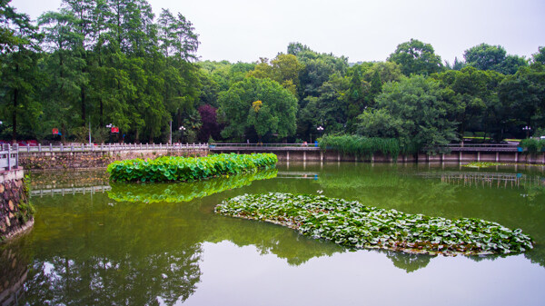 武汉大学图片