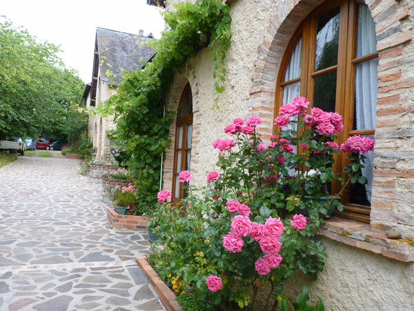 法国乡间月季花图片
